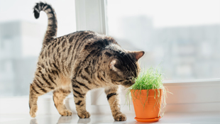 Всегда свежий воздух